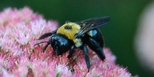 Bees Show Optimism After A Dopamine-Boosting Sweet Treat