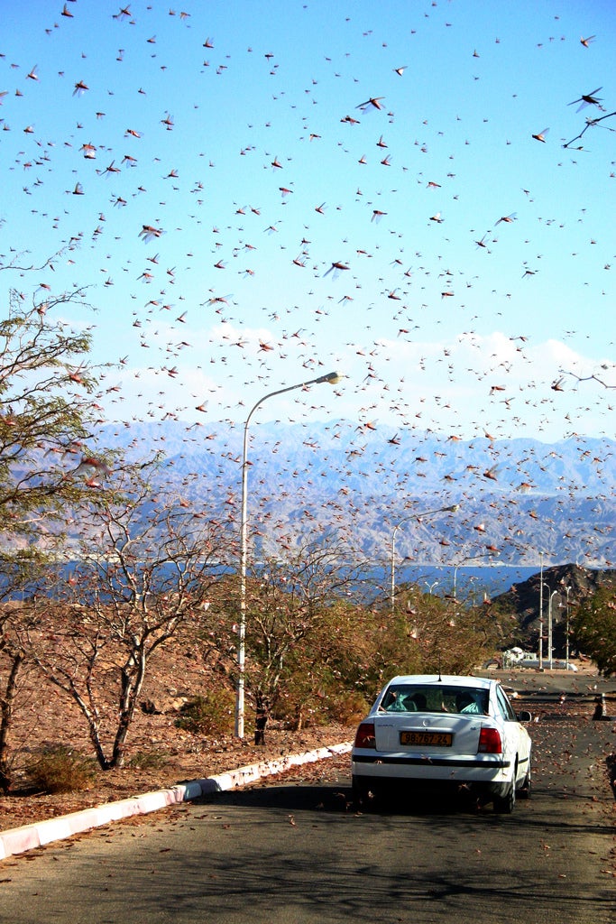 Of Locust Swarms and Cannibals