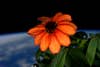 Scott Kelly <a href="https://twitter.com/stationcdrkelly/status/688420603766767619/">announced</a> that a zinnia plant he has on board the International Space Station <a href="https://www.popsci.com/this-flower-just-bloomed-in-space/">bloomed</a>. The space blossom is part of <a href="http://www.nasa.gov/mission_pages/station/research/news/flowers/">NASA's ongoing effort</a> to understand how plants grow in microgravity, which could eventually allow astronauts to cultivate some of their own food in space.