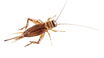Raise Your Own Edible Crickets