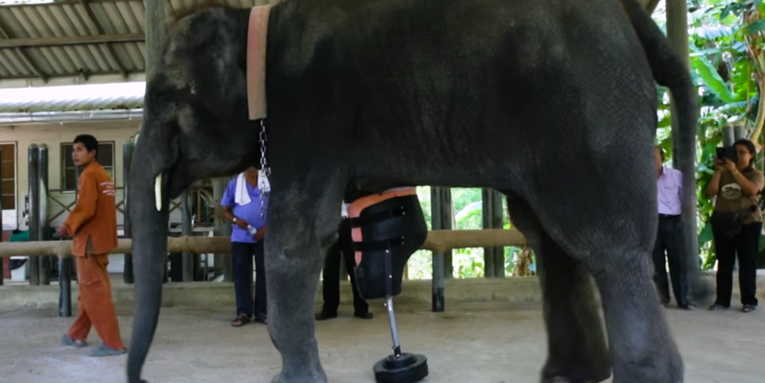 This Is What A Prosthetic Leg For Elephants Looks Like