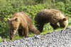 Grizzly cubs