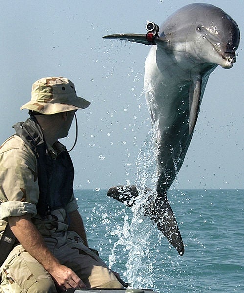 Navy soldier training a dolphin