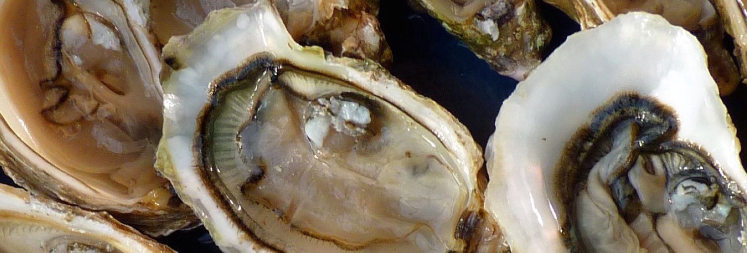 Discarded oyster shells can help us grow food, make cement, and fight climate change