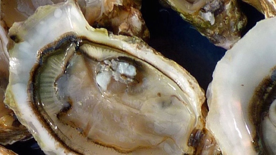 Discarded oyster shells can help us grow food, make cement, and fight climate change