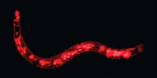 This Worm Is the First Animal Engineered to Produce Biological Blocks Not Found in Nature