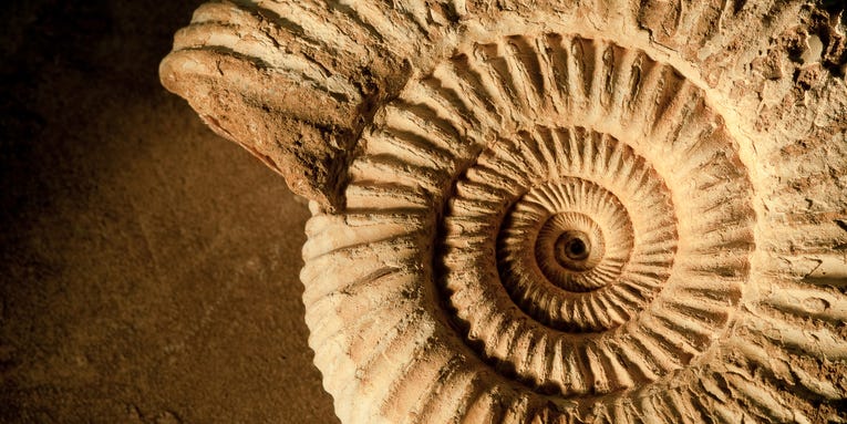 Mind your pickaxe: What to do when you encounter fossils and artifacts in the wild