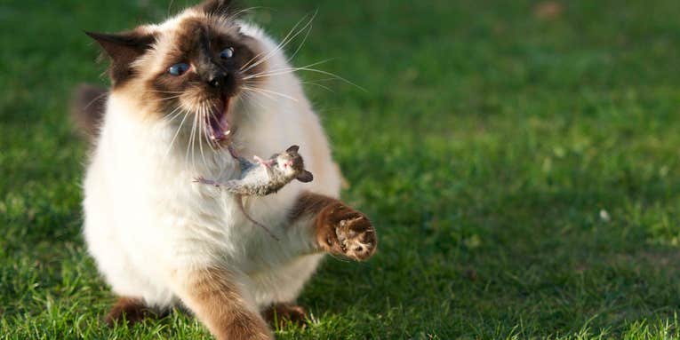 Feral Cats Are A Huge Threat To The Global Ecosystem