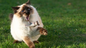 siamese cat toying with mouse