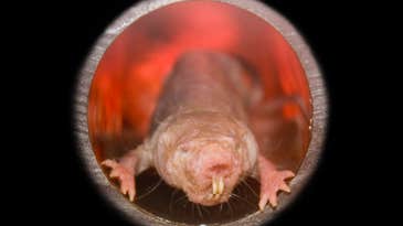 Google wants to use naked mole rats to conquer death