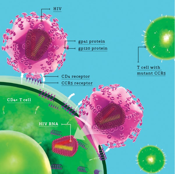 HIV attacks immune cells