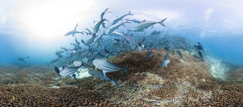 See Coral Reefs Like Never Before Thanks To Gorgeous New Panoramas