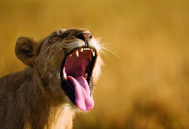 Lion (Panthera leo) cub with open mouth, close-up