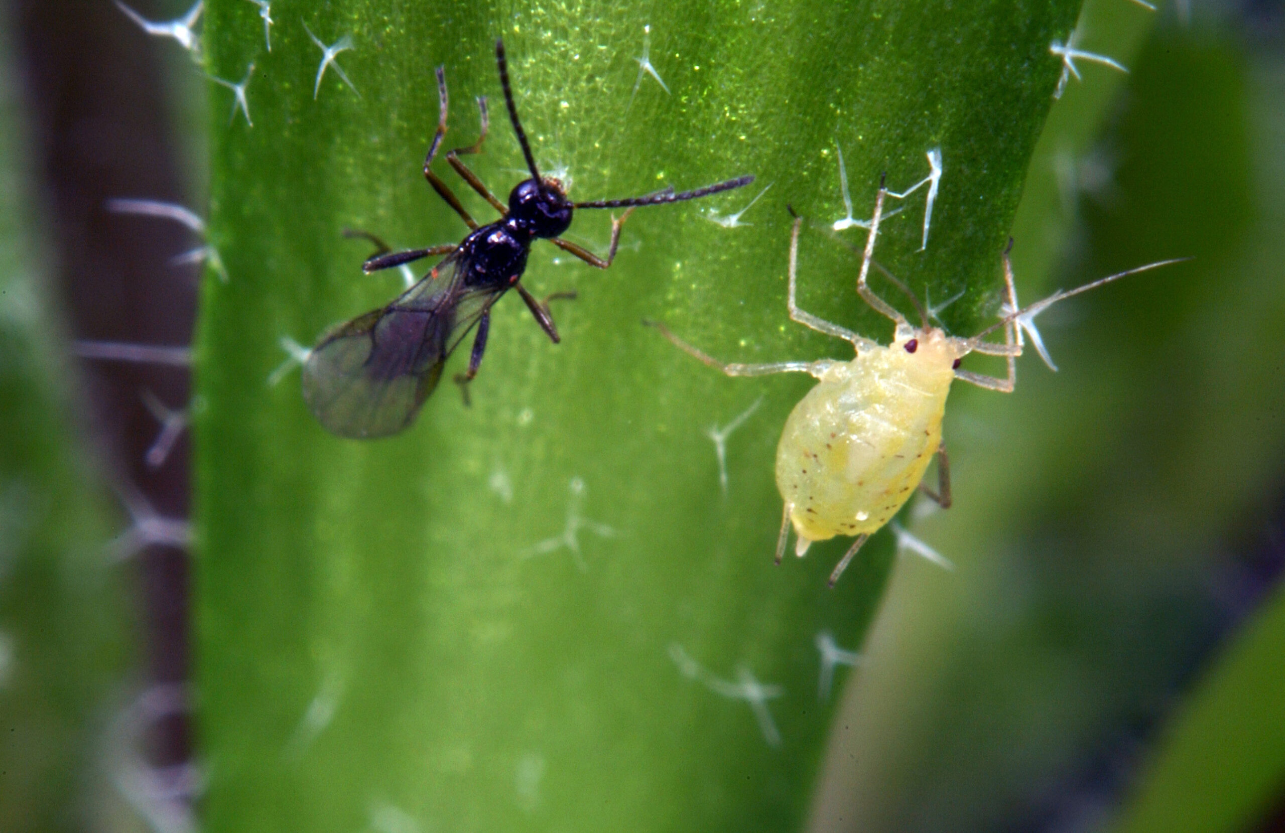 Swarms of Engineered Voodoo Wasps Will Seek and Destroy Crop Pests