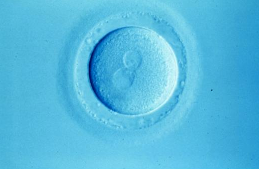 Whence Life? Receptors Responsible For Fertilization Found