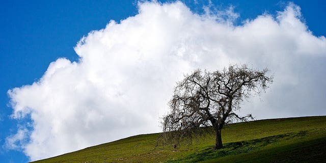 Can Trees Make Clouds Form?