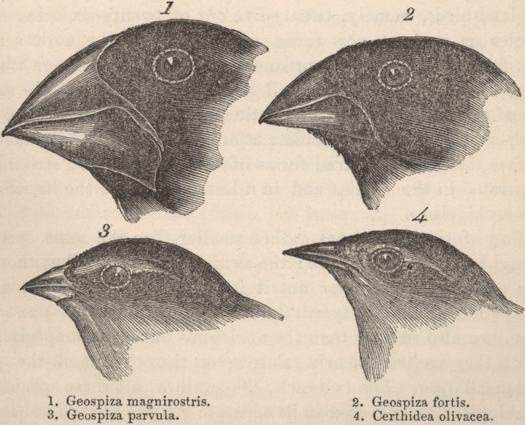 Perhaps the most famous example of figuring out how something works is <a href="http://www.bbc.co.uk/history/historic_figures/darwin_charles.shtml">Charles Darwin</a>'s theory of natural selection. His five year voyage aboard the HMS Beagle allowed him to study wildlife around the globe, which led to his landmark observations of variations of finches' beaks (illustrated here) on the Galapagos Islands. <a href="http://www.britannica.com/EBchecked/topic/151902/Charles-Darwin">Contrary to popular belief</a>, though, Darwin did not have his "how it works moment" on the islands. It took many more years of work for him to develop his theory.