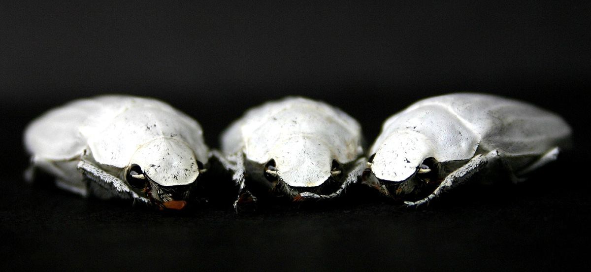 Superwhite Beetles, Spongy Brain Models And Other Amazing Images Of This Week