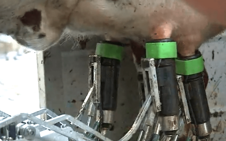 Industrial Food Machine of the Day: Robots Milk Cows