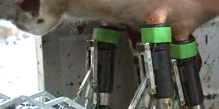 Industrial Food Machine of the Day: Robots Milk Cows