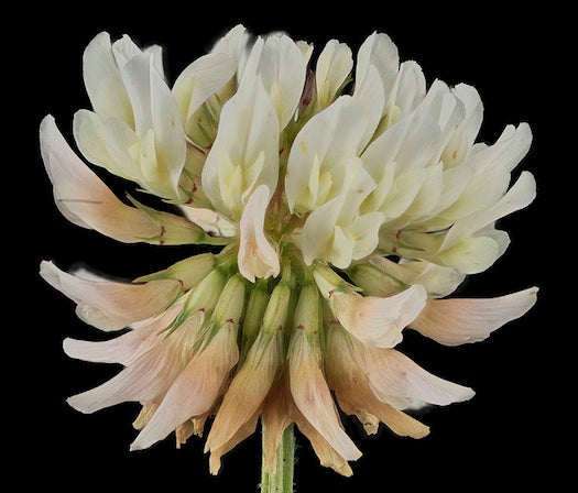A white clover flower from a Beltsville, Maryland lawn