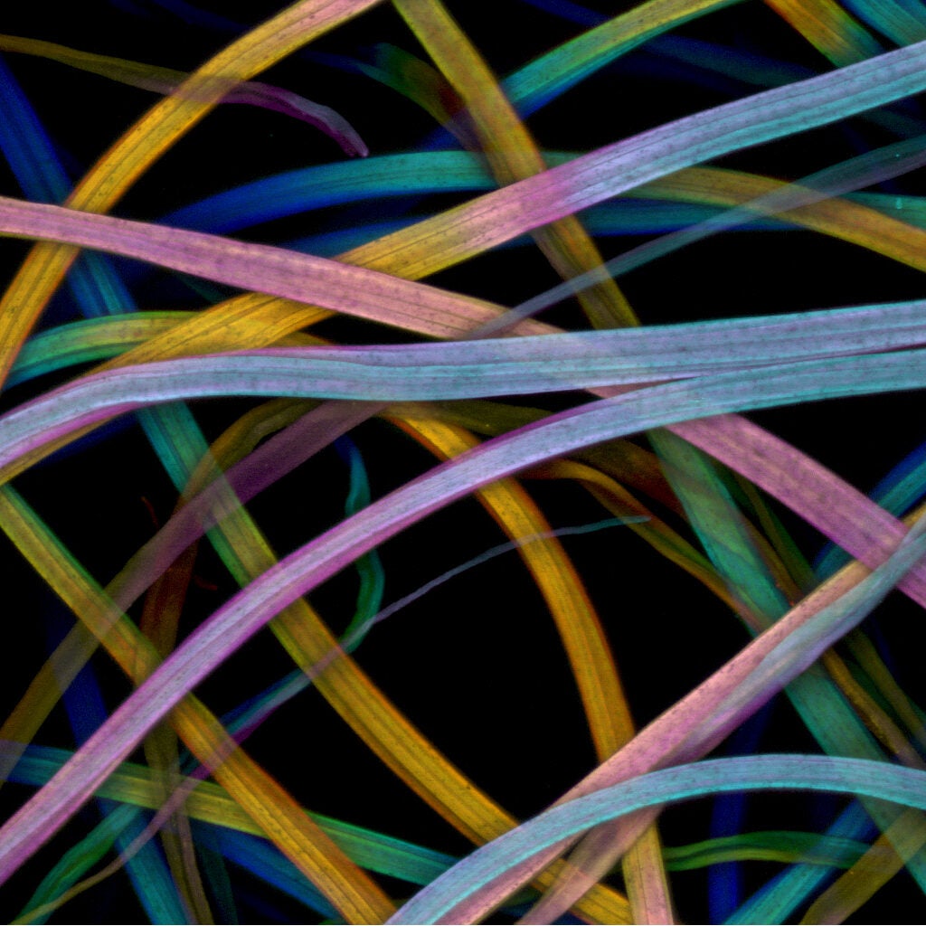 These candy-colored cotton strands not only look pretty—they serve a purpose, too! Dr. Lloyd Donaldson snapped this shot of the stringy bits for a book on fiber structures. The use of confocal microscopy makes it possible to render 3-D images of tiny structures and then measure the diameter, for example, each thread.
