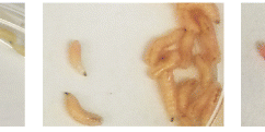Genetically Modified Maggots Could Speed Up Wound Healing