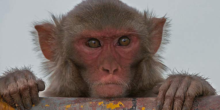 Monkeys Raised On Omega-3-Rich Diet Have Well-Structured Brains