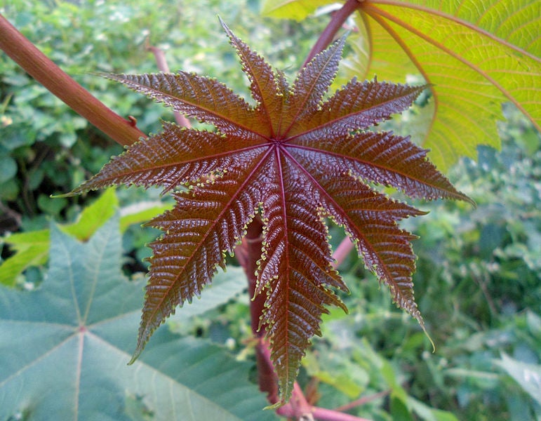 a castor plant leaf