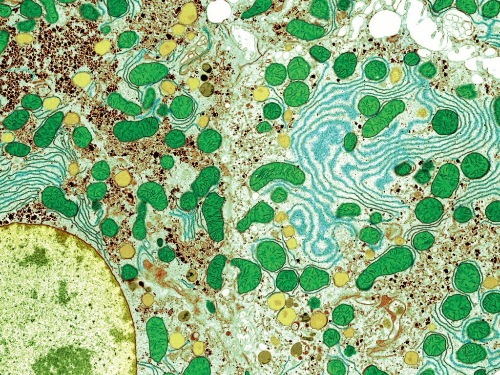 This close-up shot of two liver cells shows all the organelles within the cells. The green things are the mitochondria, which produce energy for the cell.
