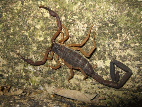 A four-inch purple scorpion was found on the trail walking back from La Pilita. These scorpions are common in the caves nearby.