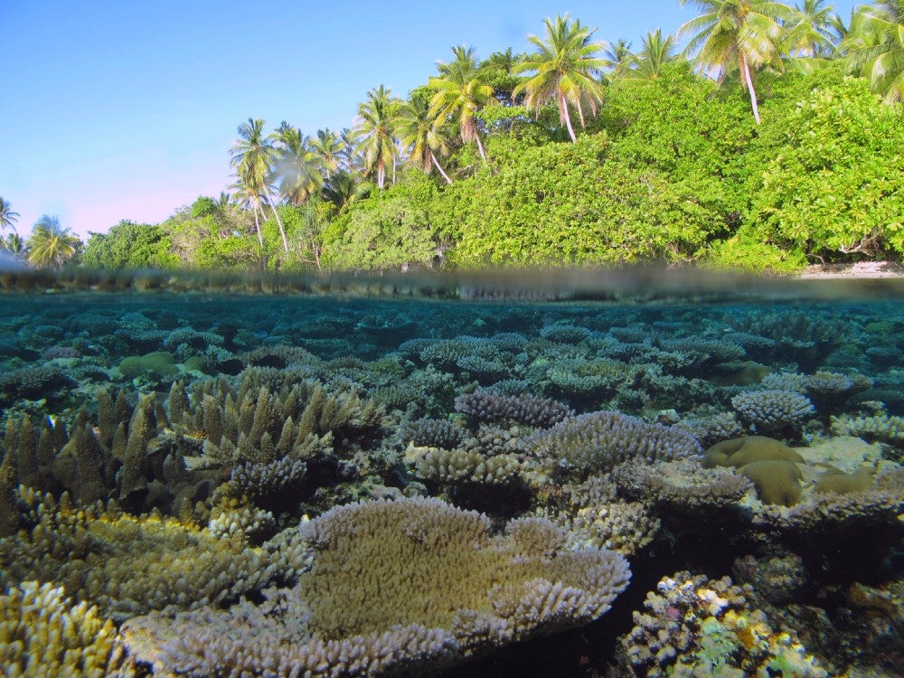 Healthy coral reefs in Chuuk