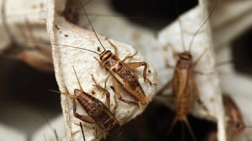 There’s a zombie attack happening right now. It involves crickets.