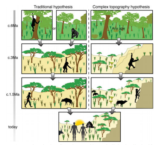 The traditional theory of bipedal evolution (that we moved out of the trees and learned to walk upright) versus the theory that we adapted to scramble over more complex terrain.