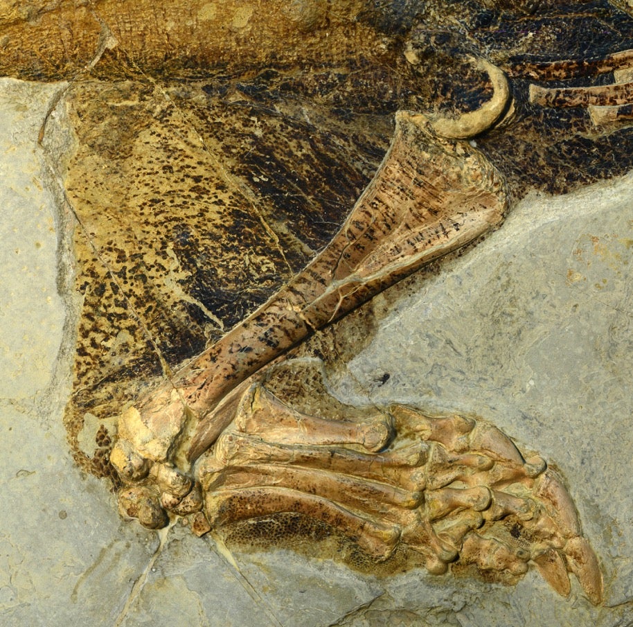 Coloring in the Fossil