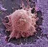 A microscopic view of a human embryonic stem cell