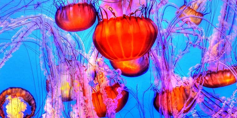 Are jellyfish going to take over the ocean?