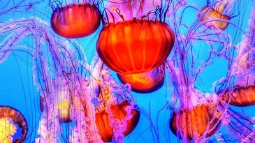 Are jellyfish going to take over the ocean?