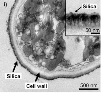 Yeast Cells Armored in Silica Could Herald Future Nanotech Experiments