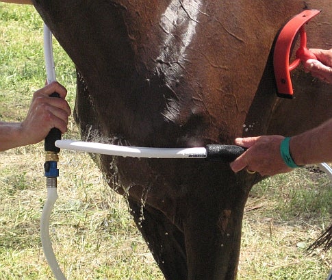 Icing a Horse