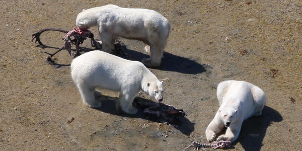 Polar Bears Might Survive Ice Melting By Hunting New Prey