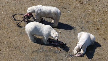 Polar Bears Might Survive Ice Melting By Hunting New Prey