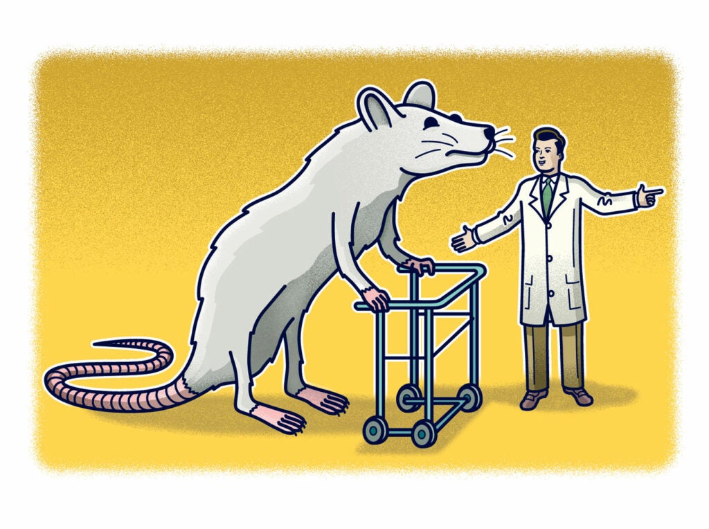 After graduate school, Marc Kubasak set an ambitious goal: Find a way for paralyzed people to walk. But to help people, first he had to help rats. Kubasak took paralyzed animals, transplanted glial cells from the olfactory bulb in the brain to the injured area, and then retrained them to walk. That involved sewing little vests to suspend the rodents from a robotic arm. Then, he says, “I had to make little circles with my fingers moving the rats’ legs on a treadmill for five to 12 hours a day, five days a week.” He walked 40 rats, clocking 2,500 hours over the course of a year. In the middle of the study, Kubasak developed a rodent allergy: His airways closed up and his hand swelled to the size of a catcher’s mitt. He was rushed to the ER. Eventually, he had to work in a total-body suit, complete with battery-powered respirator. But Kubasak persevered. Most of his rats walked again. And this year, doctors at Wroclaw Medical University in Poland and University College London translated Kubasak’s procedure to a man whose spine was damaged in a knife attack.