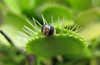 venus flytrap eating bug