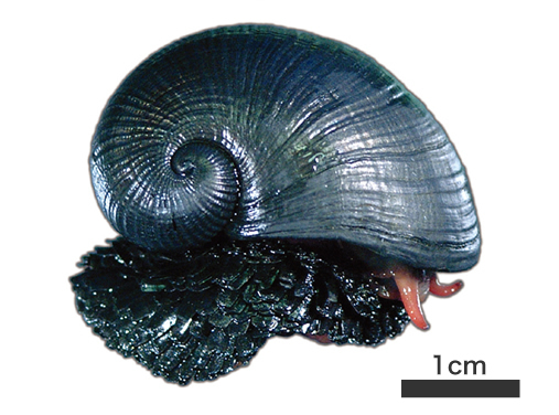 A New Kind of Body Armor, Courtesy of Bottom-Dwelling Snails