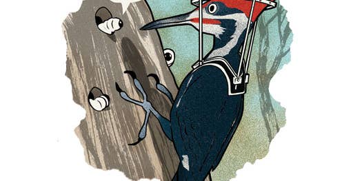 Ask Anything: Why Don’t Woodpeckers Get Brain Damage?