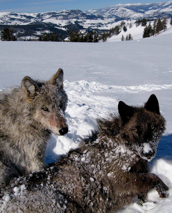 Displaying distinct coat color phenotypes, these two wolf pups from Yellowstone National Park's Agate Creek pack were born in the same litter resulting from the pairing of a black female with a gray male.
