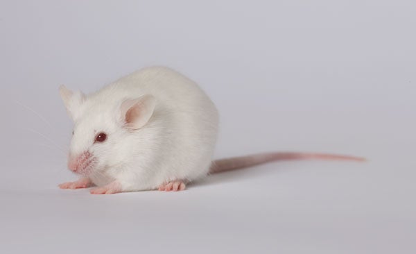 <strong>Prices vary</strong> The Jackson Laboratory offers a host of <a href="https://www.popsci.com/scitech/article/2009-08/mutant-mice-are-bred-order/">mutant mice made to order</a>, either with genetic mutations or with special induced states, like pregnant mice or overfed obese mice. But don't pay full price a€" check the clearance racks and you might be surprised at what you'll find. Jackson Labs usually maintains large mice colonies, to ensure a robust supply and to allow for spontaneous mutations. But sometimes this results in an oversupply of animals, the lab explains, and then it's time for a sale. This little fella and some of his brethren a€" males only a€" is <a href="http://jaxmice.jax.org/strain/004456.html/">on sale</a> while supplies last. Depending on their age, the mice cost between $83.60 and $98.65 apiece. These mice are models for obesity-induced Type 2 diabetes, but their specific mutation means they don't get as morbidly obese as some of their cousins, which have experienced mutations in the leptin/leptin receptor axis, which regulates eating behavior. There are also infection-prone mice, immune-deficient mice and mice with a reduced ability to produce macrophages. <strong>Jump To:</strong>
