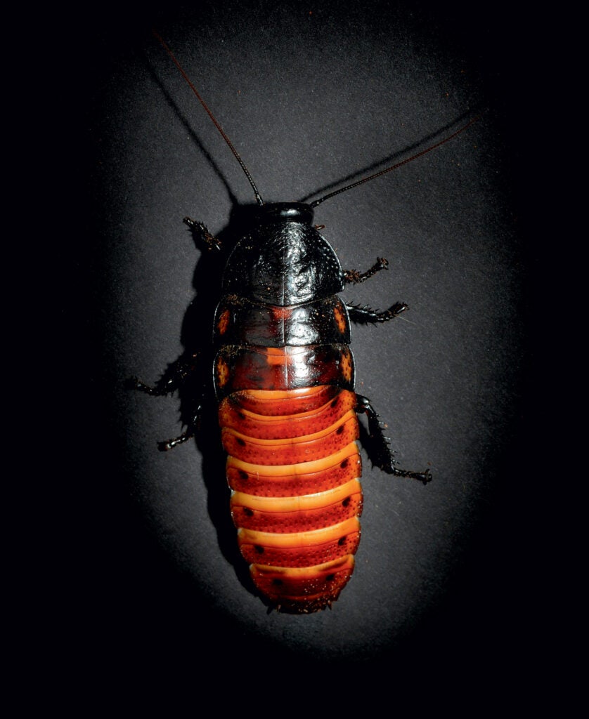 Found only on the island of Madagascar, these giant, wingless cockroaches can reach three inches in length. Their characteristic snakelike hissing sound is used to ward off predators and is produced by forcing air through abdominal respiratory openings. Madagascar hissing cockroaches live in colonies and will often hiss in unison, producing a loud, intimidating noise. Males are quite aggressive and have horns, which they frequently use in battles for dominance with other males. Like all cockroaches, the Madagascar hissing cockroach is nocturnal, but males can sometimes be seen fighting during the day.