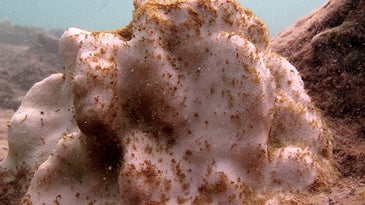 Early signs of mortality on bleached coral colony.